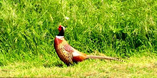 A Lincolnshire pheasant waiting to become game pie.